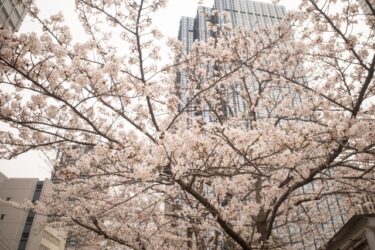 明日から4月・・・春はいろいろな意味でスタートの時
